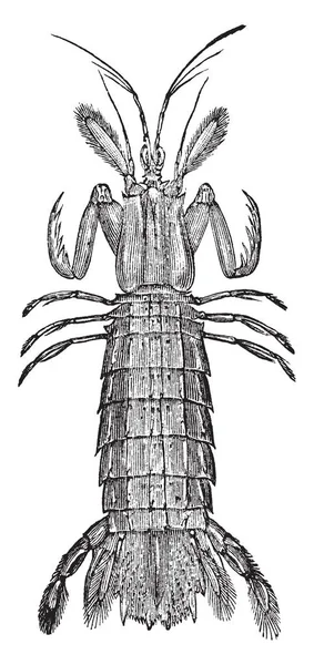 螳螂虾是订单 Stomatopoda 复古线条画或雕刻插图的成员 — 图库矢量图片