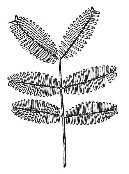 Gommier Arabe Est Arbre Ramification Basse Petit Épineux Qui Pousse — Image vectorielle