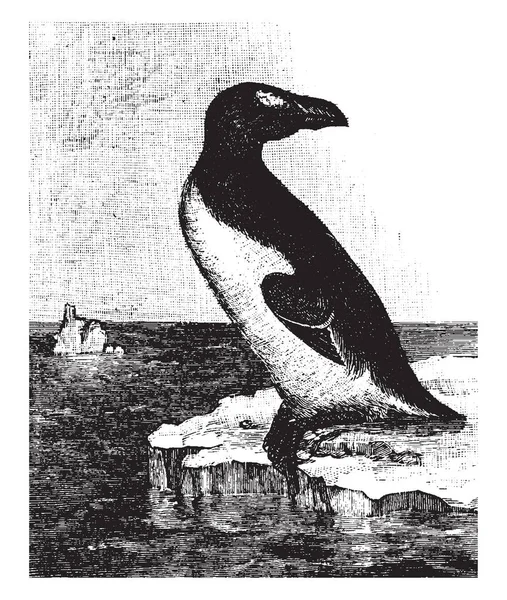 Great Auk Che Era Unica Specie Moderna Del Genere Pinguinus — Vettoriale Stock