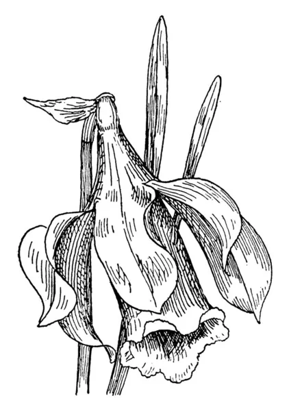 Cernuus는 Saururaceae 가족에 식물의 화이트 빈티지 드로잉 — 스톡 벡터