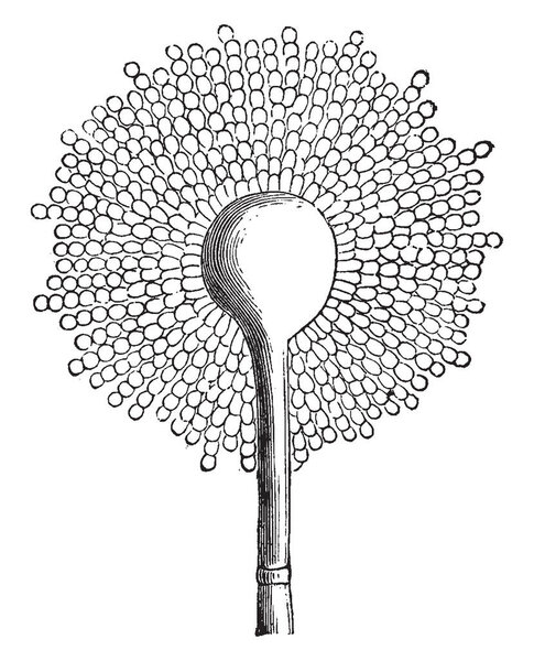 A picture showing Aspergillus Glaucus which is the Mold of cheese, but common on Moldy vegetables, vintage line drawing or engraving illustration.