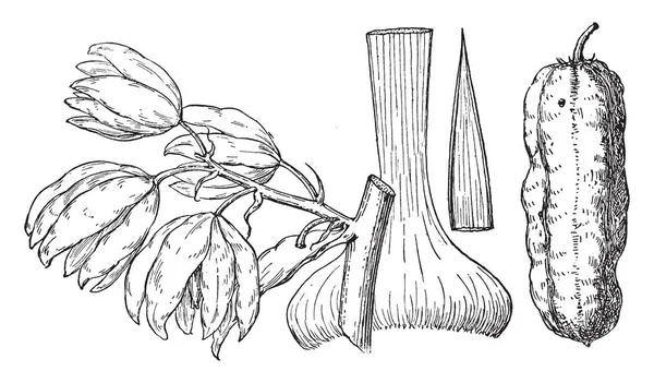 Una Imagen Que Muestra Hojas Forma Espada Ramo Flores Una — Archivo Imágenes Vectoriales