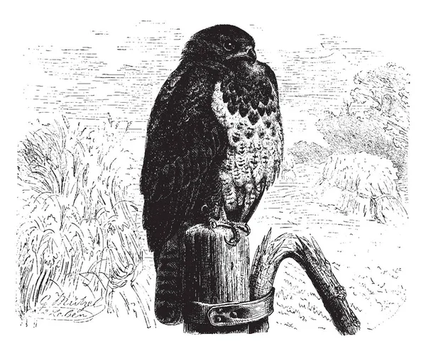 Image Represents European Hawk Vintage Line Drawing Engraving Illustration — Stock Vector
