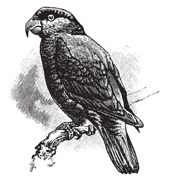 Domicella Lub Fioletowy Naped Lory Gatunek Papug Wschodnich Psittaculidae Vintage — Wektor stockowy