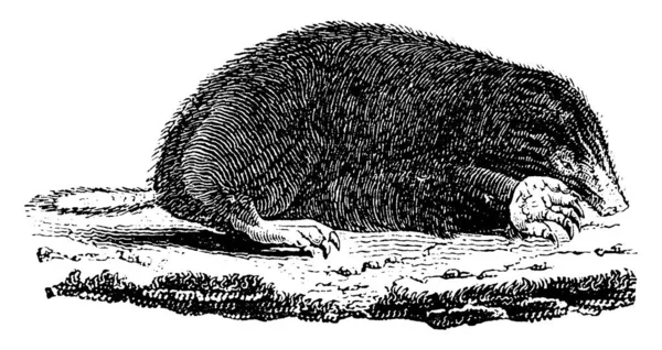 Taupe Ilustración Grabada Vintage Historia Natural Los Animales 1880 — Archivo Imágenes Vectoriales