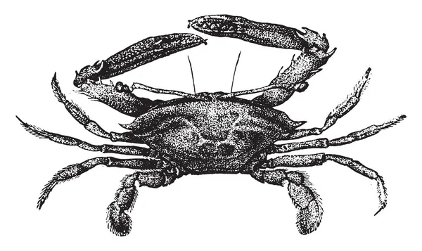 Podophthalma ヴィンテージには 図が刻まれています 1880 動物の自然史 — ストックベクタ