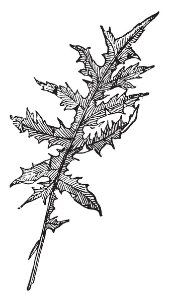 アカンサスの葉は深くノウザンレッドオーク カットされます 葉は繊細な切欠きマージン 長い単一のまま ビンテージの線の描画やイラストを彫刻 — ストックベクタ
