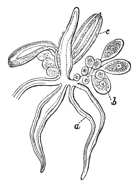 Athorybia Gonoblastidium Mit Drei Hydroclysten Vintage Linienzeichnung Oder Gravierillustration — Stockvektor