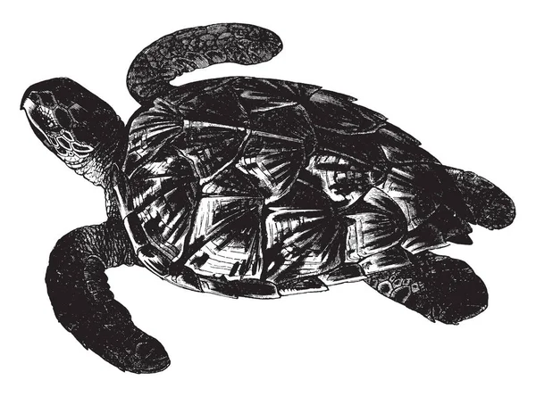 被浸渍龟是目前唯一现存的物种 在埃雷特莫切利属 复古线画或雕刻插图 — 图库矢量图片