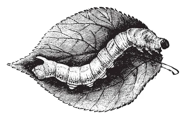 Gelso Caterpillar Bombyx Illustrazione Incisa Epoca Storia Naturale Degli Animali — Vettoriale Stock