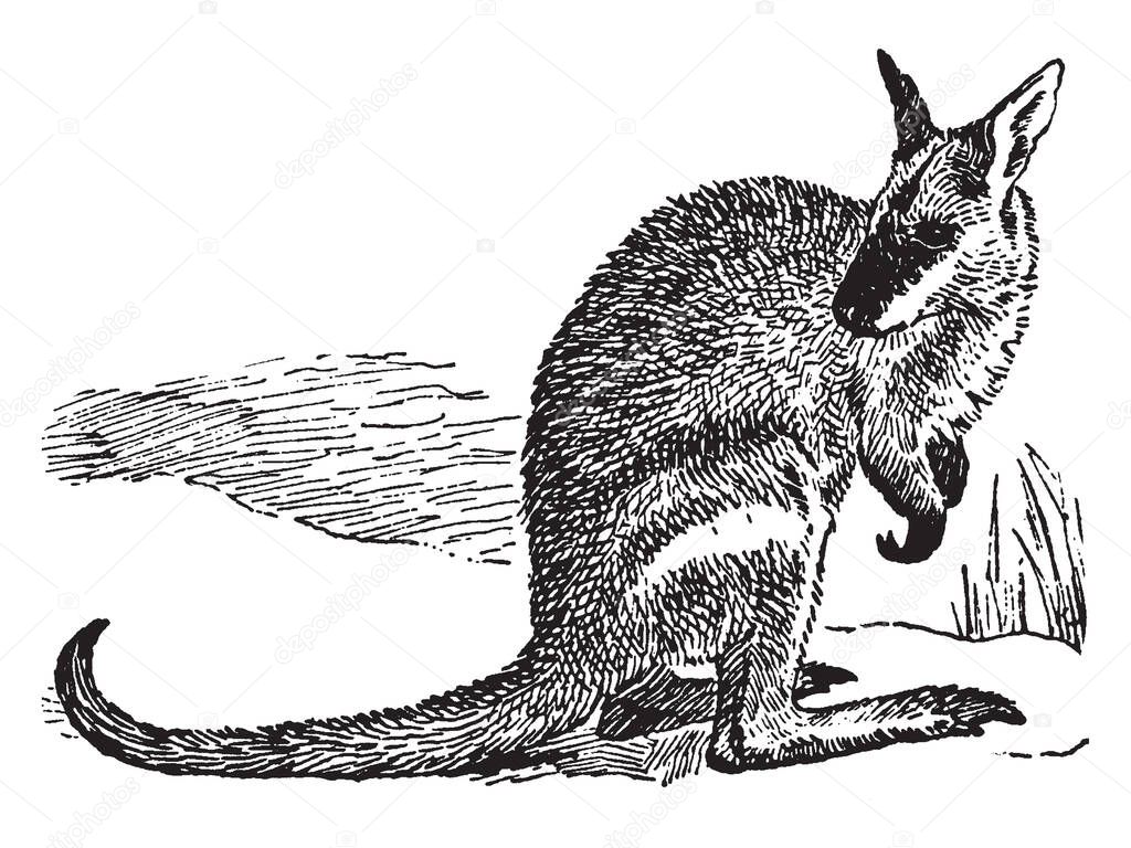 Agile Wallaby is a species of wallaby found in northern Australia and New Guinea, vintage line drawing or engraving illustration.