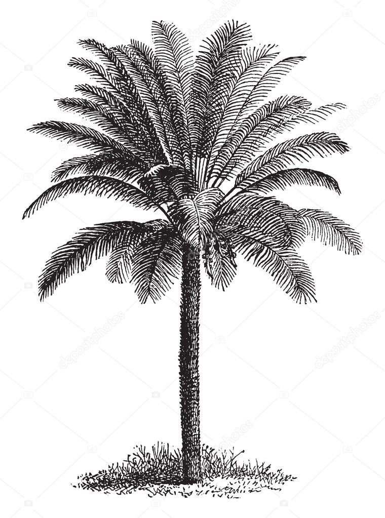 A tall slim tree with thick coarse leaves. Gets thinner the taller it grows, vintage line drawing or engraving illustration.