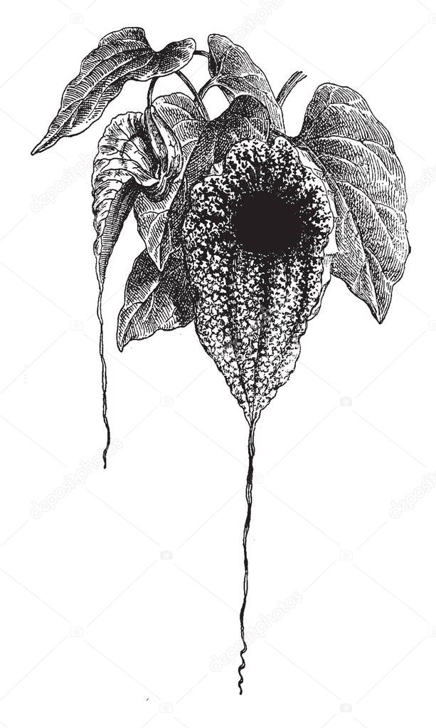 A Picture shows Aristolochia Grandiflora Plant. Flower is green, white, purple, brown veins. The center of flower is darker colored, which attracts pollinators along with distinctive reproductive odor, vintage line drawing or engraving illustration.