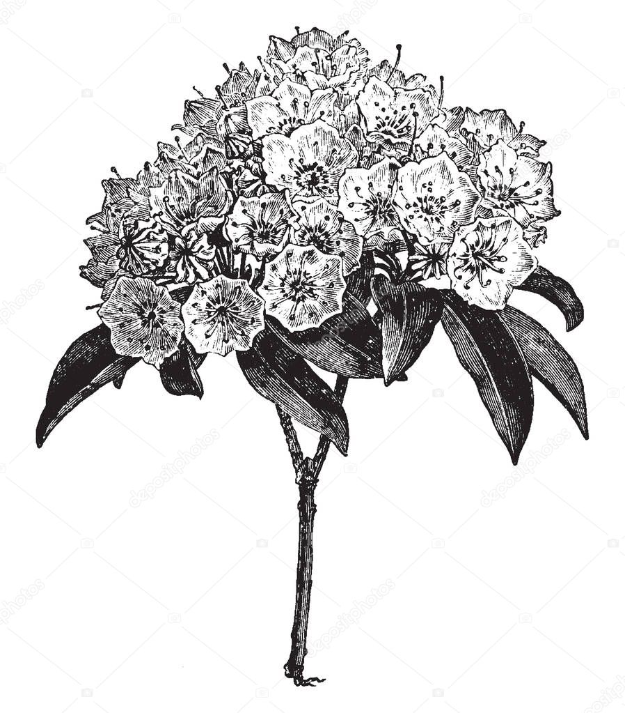 An illustration of flowering branch of Kalmia Latifolia is also called as calico bush. The flowers color is pink to white and grow in acidic soils, vintage line drawing or engraving illustration.