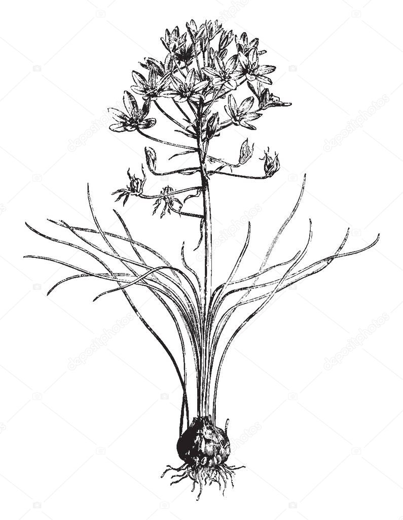 Ornithogalum Umbellatum, garden star-of-Bethlehem, grass lily is a perennial bulbous flowering plan. Flowers are satiny white on the inside and green striped with white on the outside, vintage line drawing or engraving illustration.
