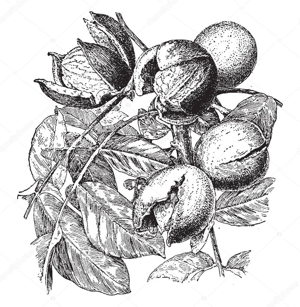 In this picture are a walnut species black walnut. Which is round and butternuts are more oval-oblong shaped, vintage line drawing or engraving illustration.