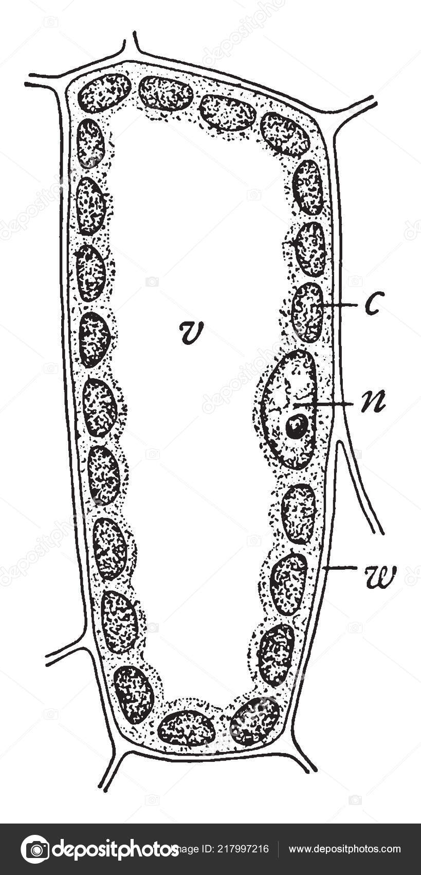 Struktur Gambar Sel Mesofil Ini Dagu Kloroplas Dalamnya Dan Satu Vektor  Stok oleh ©Morphart 217997216, image size:819x1700