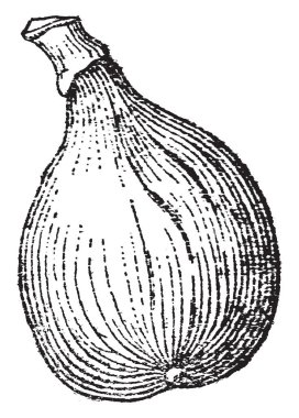 İncir taslağını dikey olarak devam etti. Bir kolayca dış hatları açıkça incir, vintage çizgi çizme veya oyma resimde görebilirsiniz.