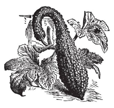 Bu bir sebze, kabak boynunda, hafifçe eğildi ve dışarıdan kaba dışarı, vintage satır çizim veya gravür illüstrasyon.