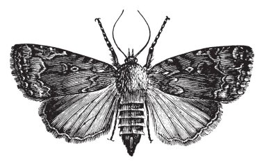 Üzüm asma güve çoğunlukla üzüm üzüm, vintage çizgi çizme veya oyma illüstrasyon kimin larva beslemeleri.