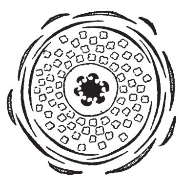 Kaktüs inciri türüdür. Çiçekler sarı, kırmızı veya mor renk, vintage çizgi çizme veya oyma illüstrasyon.