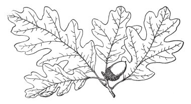 Bu Garry meşe bir dalıdır. Yaprak meyvedir. Bu çoğunlukla güneybatı British Columbia, vintage çizgi çizme veya oyma illüstrasyon Güney Kaliforniya bulunur.