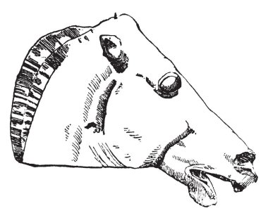 At kafası Parthenon Atina, vintage çizgi çizme veya oyma illüstrasyon bulunur.