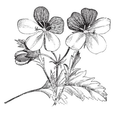 Pelargonium tricolor is a rhizomatous, low-growing shrublet. The leaves are narrowly Lanceolate to ovate or obovate. In some leaves, two distinctly larger lobes are found at the base, vintage line drawing or engraving illustration. clipart