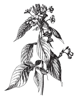 Bir resim Daedalacanthus Nervosus, Eranthemum pulchellum bilinen gösteriyor. Anavatanı Hindistan'dır. Ayıpençesigiller ailesine ait. Zengin mavi, vintage çizgi çizme veya oyma illüstrasyon çiçekler.