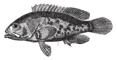 Kuzey Avrupa, vintage çizgi çizme veya oyma illüstrasyon kıyısında bulunan gölgeli Serranus occaisionally.