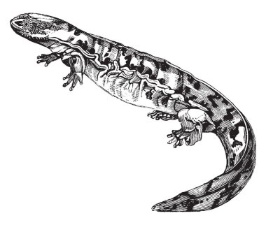 S çok hırslı Alleghany cehennem bender ve o ana edebilirsiniz hiçbir şey kurtulmuş, vintage çizgi çizme veya oyma illüstrasyon.