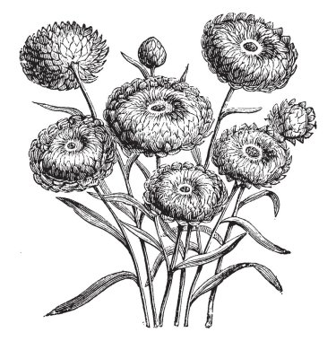 Bir resim Everlastings çiçek başları (Helichrysum Bracteatum Compositum) gösteriyor. Kuzey Afrika'ya yerli. Bir çekici ve çeşitli renkler, vintage çizgi çizme veya oyma illüstrasyon çiçek başları gelir.