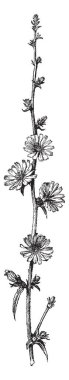 Hindiba Cichorium Intybus bilinir. Tıbbi amaçlı, vintage çizgi çizme veya oyma illüstrasyon için kullanılan bu bitki.