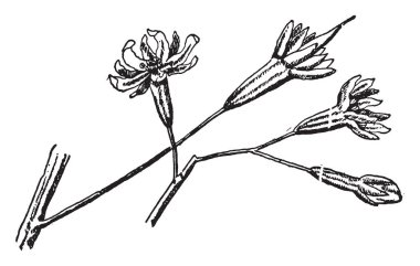 Bu kahve ağacının çiçekleri vardır. Onlar küçük yaprakları var. Çiçekli bitkiler, vintage çizgi çizme veya oyma illüstrasyon olarak bilinen.