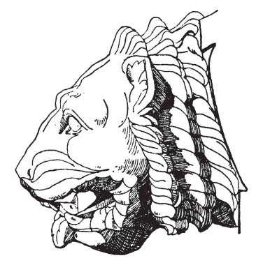 Çirkin yaratık aslan kafa buldum Atina Parthenon uçan payandaların kullanılmıştır, su kemerleri, vintage çizgi çizme veya oyma illüstrasyon.