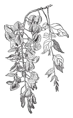 Bir resim Wisteria Sinensis bitki gösterir. Bu bitki bir gıda bitki kullanılır. Bu çok zehirli olan tohum üreten ve bu bitki kokulu, vintage çizgi çizme veya oyma illüstrasyon.