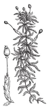 Sphagnum yosunu, eski oyma resimler. La Vie dans la nature, 1890
