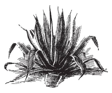 Agave Americana çok büyük, yaprak dökmeyen ve çok yıllık bitkidir. Yaprak renkleri mavi ve yeşil, vintage çizgi çizim veya illüstrasyon oyma.