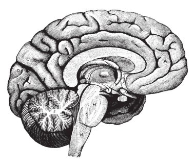 Frontal aşk cerebrum, vintage çizgi çizme veya oyma illüstrasyon.