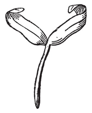 Bu resim, çimlenme erken dönemlerinde ortaya çıkmıştır ve büyümeye başladı embriyo, vintage çizgi çizme veya oyma illüstrasyon.