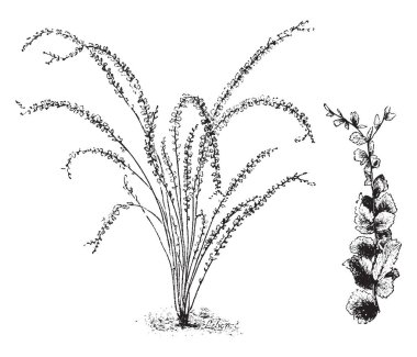 Fujer Duffii benzersiz görünümü ile yoğun kapalı, kompakt eğreltiotu var. Bitki üssünde tüylü kahverengi köksap noktaları nedeniyle kısmen bu. Püsküllü, vintage çizgi çizme veya oyma illüstrasyon yaprakları vardır.