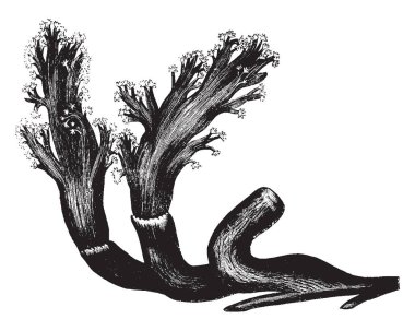 Alcyonium elegans süngerimsi doğa, vintage çizgi çizme veya oyma illüstrasyon polypidom olduğunu.