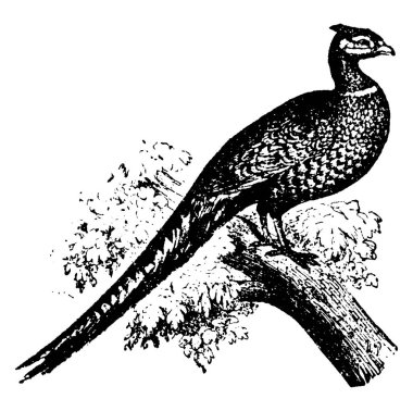 Ortak sülün, vintage illüstrasyon kazınmış. Doğal Tarih hayvanların, 1880