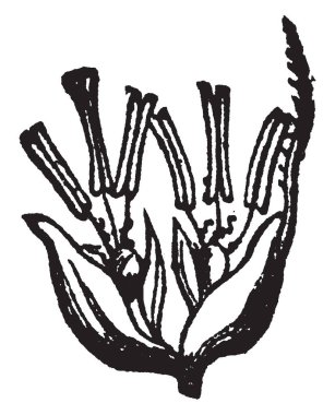 Orada bazı anter tomurcuk üst ve alt bölümündeki sapı sürünen yumuşak çim, gösterilen bu resimler göründüğü vintage çizgi çizme veya oyma illüstrasyon.