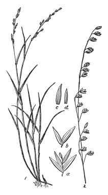 Bu Melica çim diğer otların arasında en yüksek olduğunu ve küçük dal, vintage çizgi çizme veya oyma illüstrasyon çiçekler.