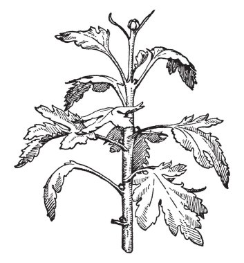 Bir kök veya şube bir ana, üst veya apikal tomurcuk; Özellikle ilk çiçek tomurcuk bir kasımpatı üzerine form bitki veya ilk kaldırılırsa, belgili tanımlık ikinci böyle gonca, vintage çizgi çizim veya gravür illüstrasyon.