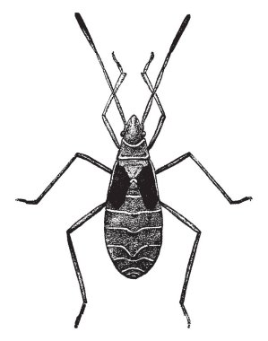 Pamuk Stainer doğru hataları Pyrrhocoridae, vintage çizgi çizme veya oyma illüstrasyon ailesindeki bir cinsidir.