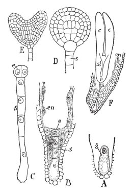 Lepidium, kesit görünümü ve hücre duvarı, vintage çizgi çizme veya oyma illüstrasyon ile sağlanan büyütme gametospore gösterilen gametospore, resim gösteren çimlenme.