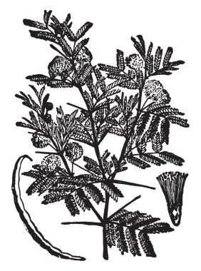 Akasya bir büyük, çalılar, yaprakları are bölü iki broşür, yaprakları büyük bir grup geliştirmek değiştirilmiş düz yaprak gibi yapıları, çiçek yuvarlanır ve bitki, vintage çizgi çizme veya oyma illüstrasyon üst kısmında büyürler.