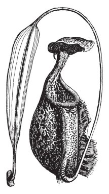 Ascidium basit ascidians bir cinsidir. Bitki bir fincan veya sürahi, vintage çizgi çizme veya oyma illüstrasyon şeklinde organdır.